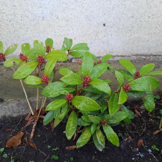 Skimmia japonica: Pflanze im Habitat Garten in der NatureSpots App