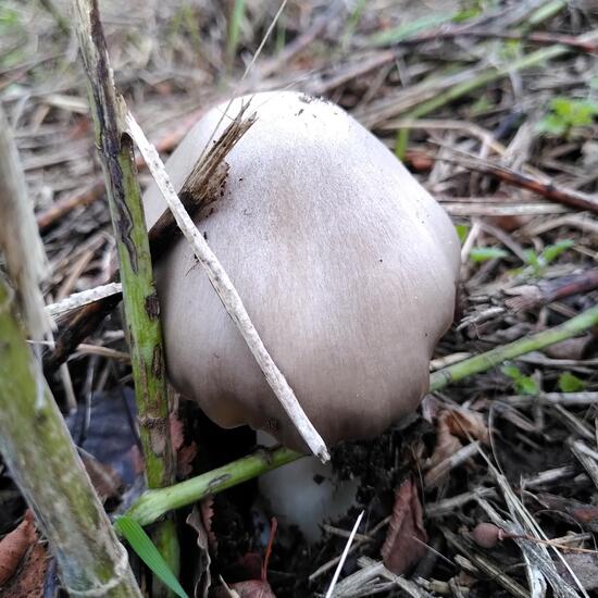 Großer Scheidling: Pilz im Habitat Halb-natürliches Grasland in der NatureSpots App