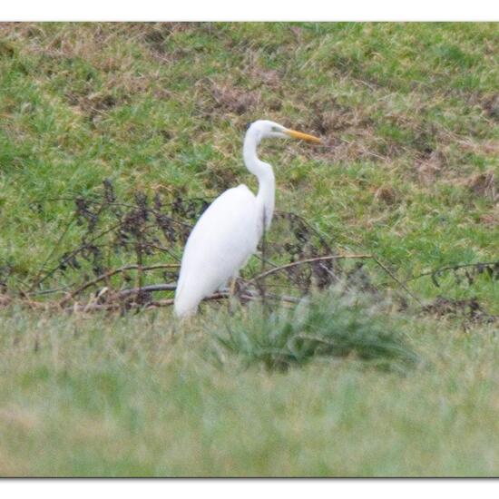 Great Egret: Animal in habitat Agricultural meadow in the NatureSpots App