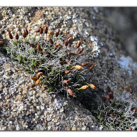 Grimmia pulvinata: Pflanze im Habitat Garten in der NatureSpots App