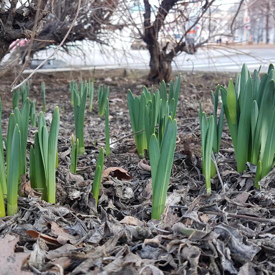 Narzissen: Pflanze im Habitat Hecke/Blumenbeet in der NatureSpots App