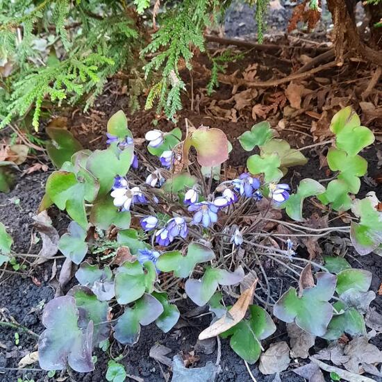 Leberblümchen: Pflanze im Habitat Garten in der NatureSpots App