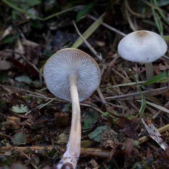 Eine unbekannte Art: Pilz im Habitat Borealer Nadelwald in der NatureSpots App