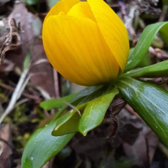 Eranthis hyemalis: Plant in habitat Garden in the NatureSpots App