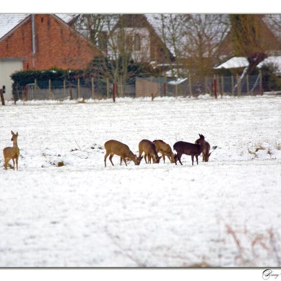 Reh: Tier im Habitat Felder in der NatureSpots App