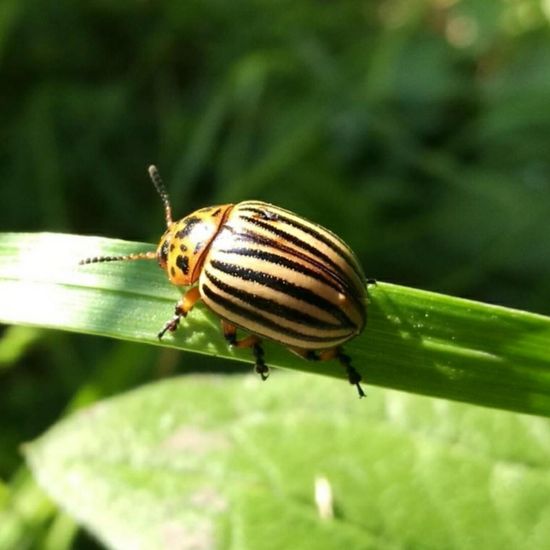 Kartoffelkäfer: Tier in der Natur in der NatureSpots App