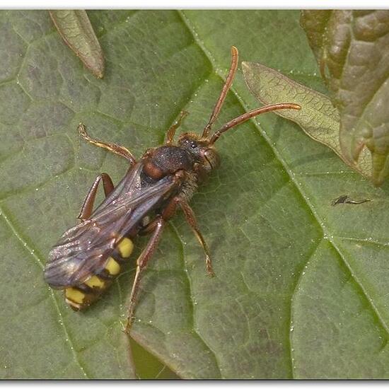 Nomada panzeri: Tier in der Natur in der NatureSpots App