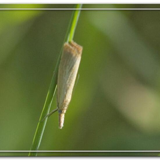 Agriphila straminella: Animal in habitat Semi-natural grassland in the NatureSpots App