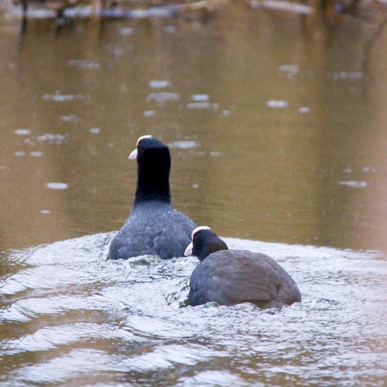 Blässhuhn: Tier im Habitat Künstliches Süßwasser in der NatureSpots App