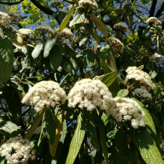 Viburnum lantana: Plant in habitat Garden in the NatureSpots App