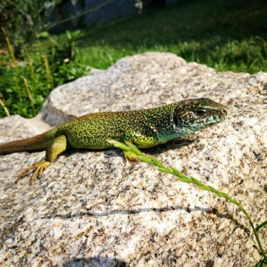 Western Green Lizard: Animal in nature in the NatureSpots App