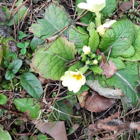 Primula: Plant in habitat Garden in the NatureSpots App