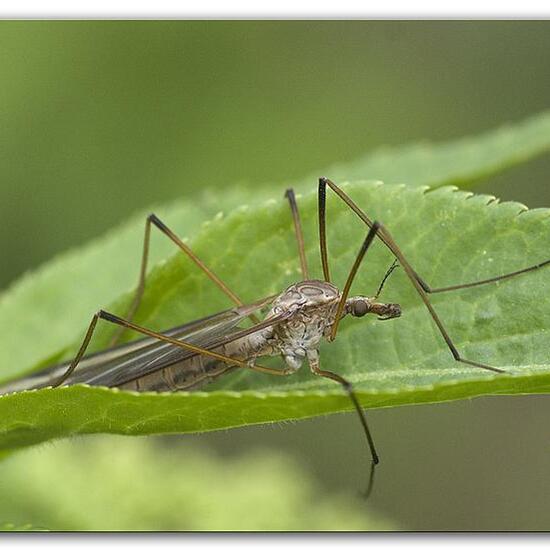 Tipula oleracea: Animal in habitat Grassland in the NatureSpots App