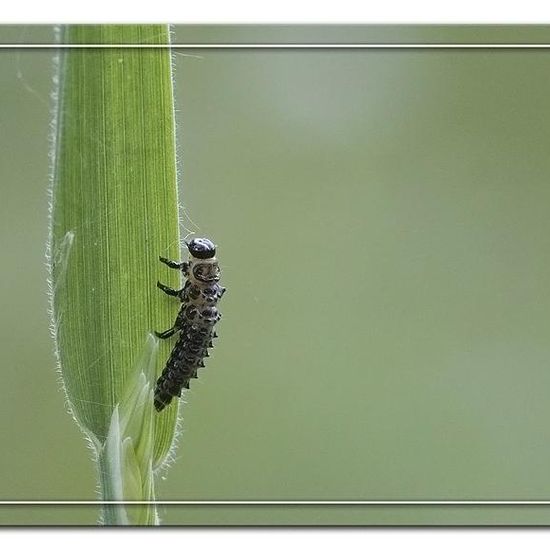 Gefleckter Weidenblattkäfer: Tier im Habitat Grasland und Büsche in der NatureSpots App