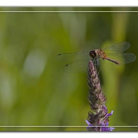 Blutrote Heidelibelle: Tier im Habitat Halb-natürliches Grasland in der NatureSpots App