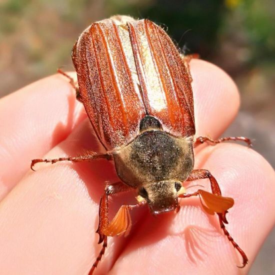 Feldmaikäfer: Tier in der Natur in der NatureSpots App