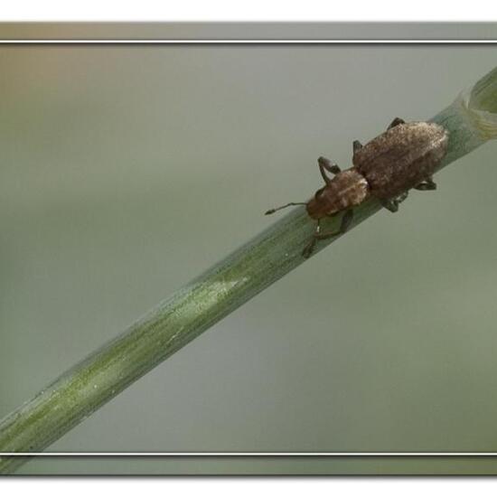 Strophosoma capitatum: Animal in habitat Garden in the NatureSpots App