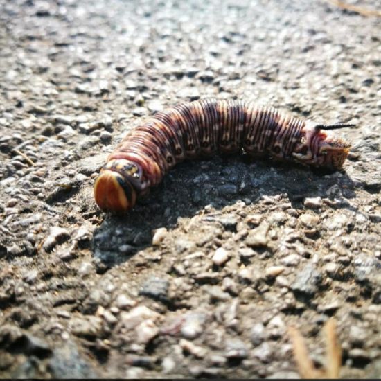 Windenschwärmer: Tier im Habitat Strasse/Verkehr in der NatureSpots App