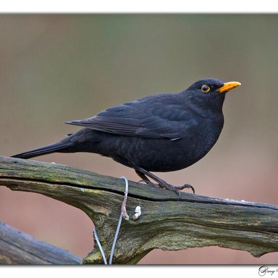 Amsel: Tier im Habitat Borealer Nadelwald in der NatureSpots App