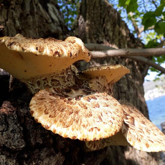 Schuppiger Stielporling: Pilz im Habitat Park in der NatureSpots App