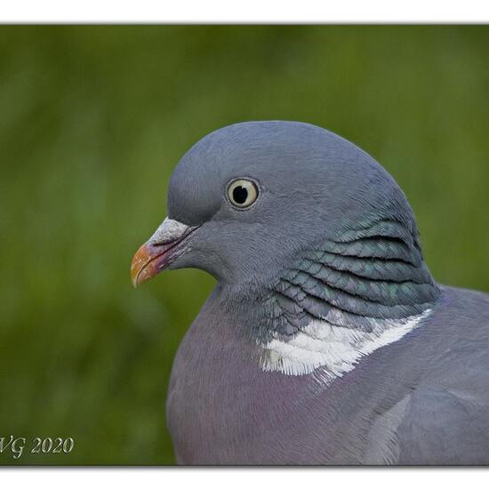 Common Wood Pigeon: Animal in nature in the NatureSpots App