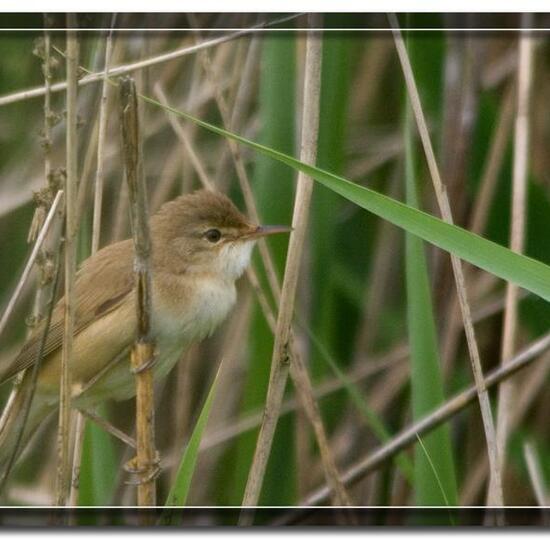 Great Reed Warbler: Animal in nature in the NatureSpots App