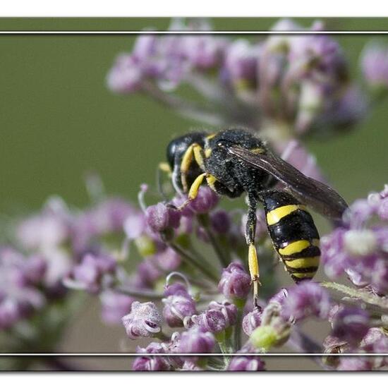 Ectemnius cavifrons: Animal in habitat Grassland in the NatureSpots App