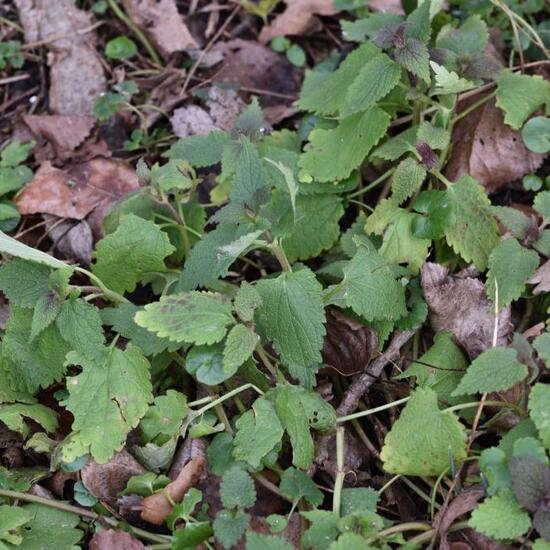 White dead-nettle: Plant in habitat Agricultural meadow in the NatureSpots App