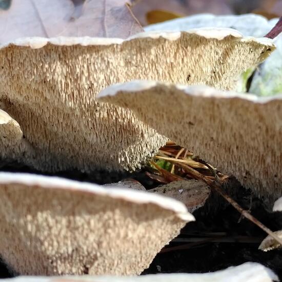 Trichaptum biforme: Pilz im Habitat Wald der gemäßigten Breiten in der NatureSpots App