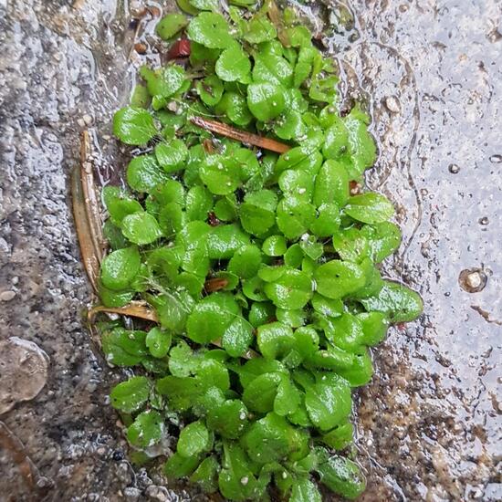 Eine unbekannte Art: Pflanze im Habitat Strasse/Verkehr in der NatureSpots App