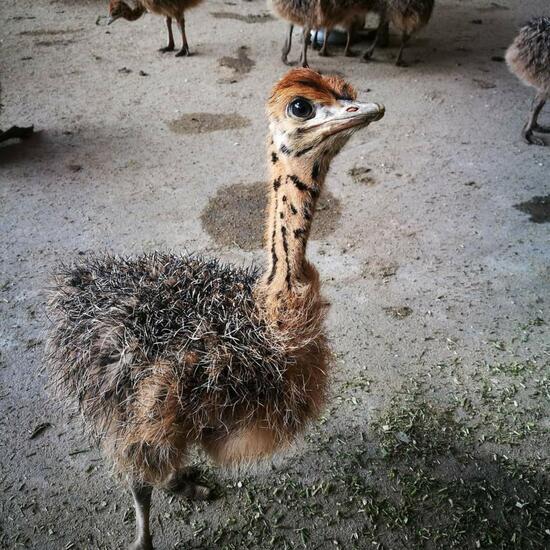 Afrikanischer Strauß: Tier im Habitat Tierhaltung in der NatureSpots App