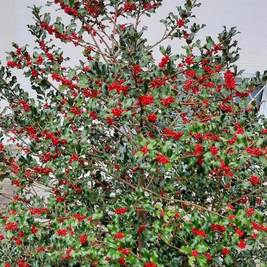 Europäische Stechpalme: Pflanze im Habitat Garten in der NatureSpots App