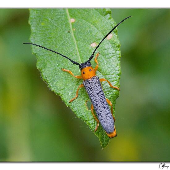 Oberea oculata: Animal in habitat Grassland in the NatureSpots App