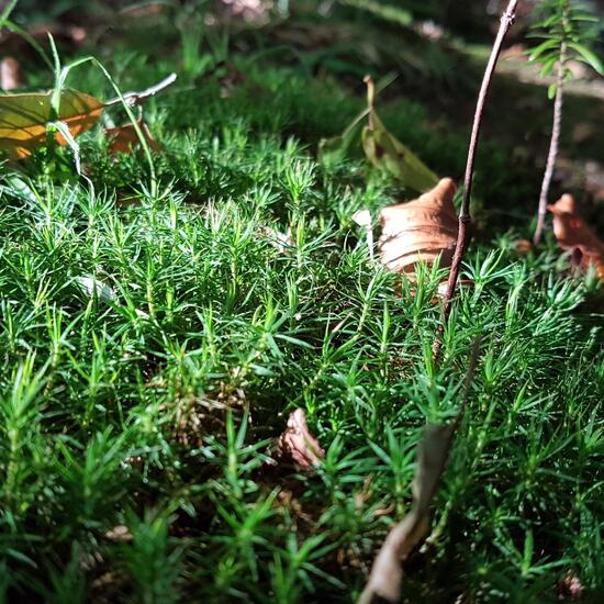 Moose: Pflanze im Habitat Wald der gemäßigten Breiten in der NatureSpots App