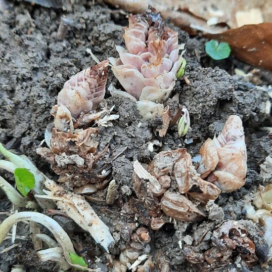 Gewöhnliche Schuppenwurz: Pflanze in der Natur in der NatureSpots App