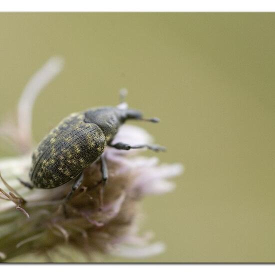 Larinus turbinatus: Animal in habitat Grassland in the NatureSpots App