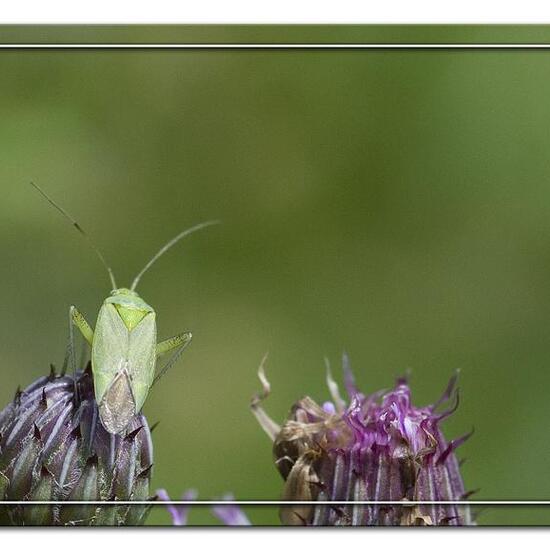 Zweipunktige Wiesenwanze: Tier im Habitat Halb-natürliches Grasland in der NatureSpots App