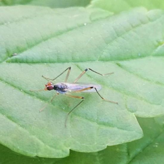 Neria cibaria: Tier in der Natur in der NatureSpots App