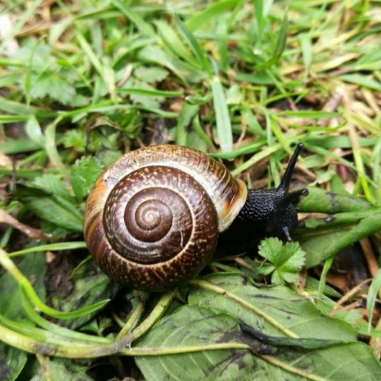 Gefleckte Schnirkelschnecke: Tier im Habitat Park in der NatureSpots App