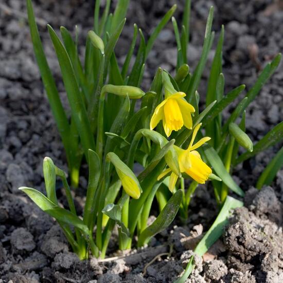 Narcissus cyclamineus: Plant in habitat Garden in the NatureSpots App