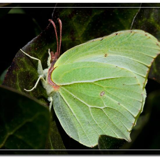 Zitronenfalter: Tier im Habitat Garten in der NatureSpots App