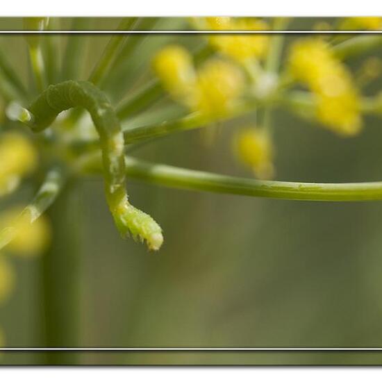 Lobophora halterata: Tier im Habitat Garten in der NatureSpots App