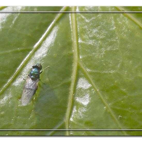 Microchrysa polita: Animal in habitat Garden in the NatureSpots App