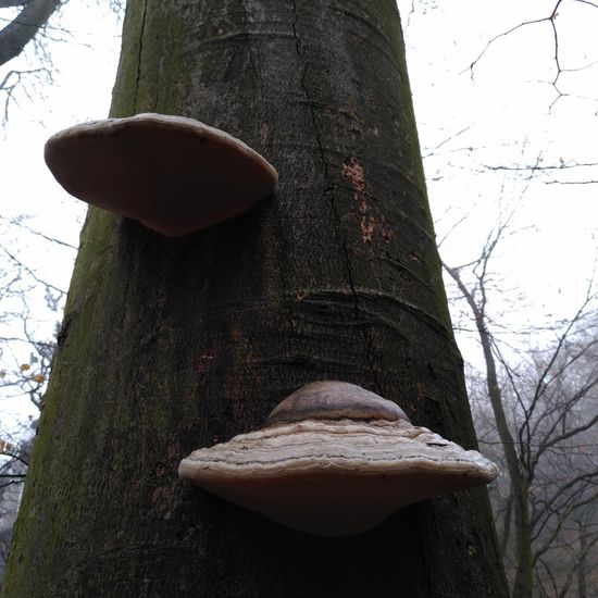 Fomes fomentarius: Mushroom in habitat Temperate forest in the NatureSpots App