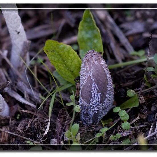 Agaricus lagopus: Mushroom in habitat Commerce or Industrial in the NatureSpots App