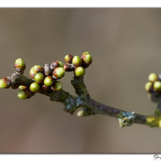 Crataegus monogyna: Plant in habitat Grassland in the NatureSpots App