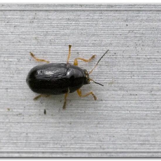 Cryptocephalus ocellatus: Tier im Habitat Garten in der NatureSpots App