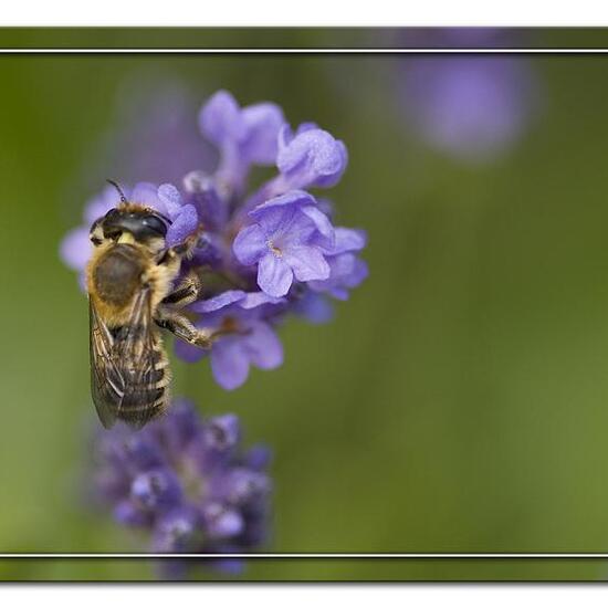 Megachile willughbiella: Tier im Habitat Garten in der NatureSpots App