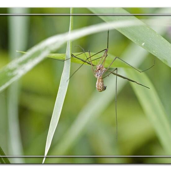 Tipula fascipennis: Animal in habitat Road or Transportation in the NatureSpots App