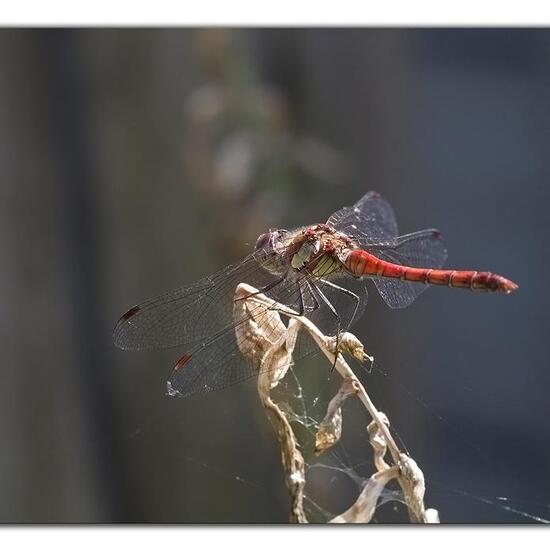 Große Heidelibelle: Tier im Habitat Garten in der NatureSpots App